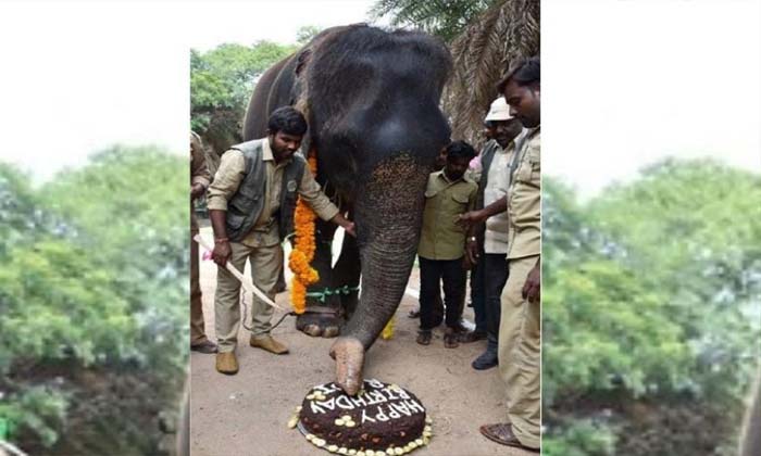  Hyderabad's Nehru Zoological Park , Oldest Elephant , 82-year-old Rani, World El-TeluguStop.com