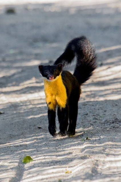  A Rare Video Of Niligiri Marten Goes Viral On Internet …!-TeluguStop.com