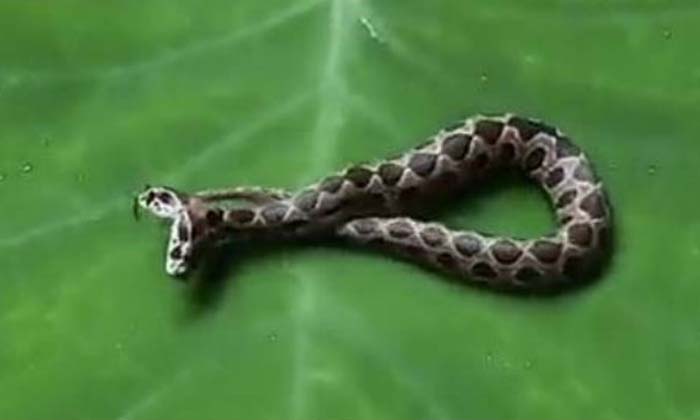  Rare Two-headed Snake Russell Viper Found In Maharashtra .. Viral Video!-TeluguStop.com