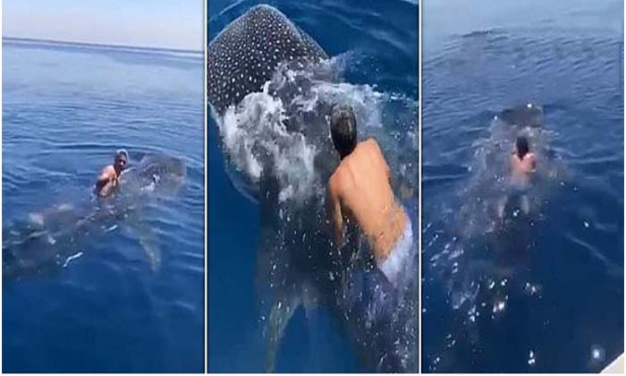  Saudi Man Takes A Ride On Whale Shark In The Red Sea , Saudi Man,  Jumps On Shar-TeluguStop.com