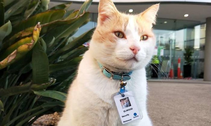  This Is Ridiculous Cat Who Got A Job As A Security Guard Cat, Austraila, Securi-TeluguStop.com