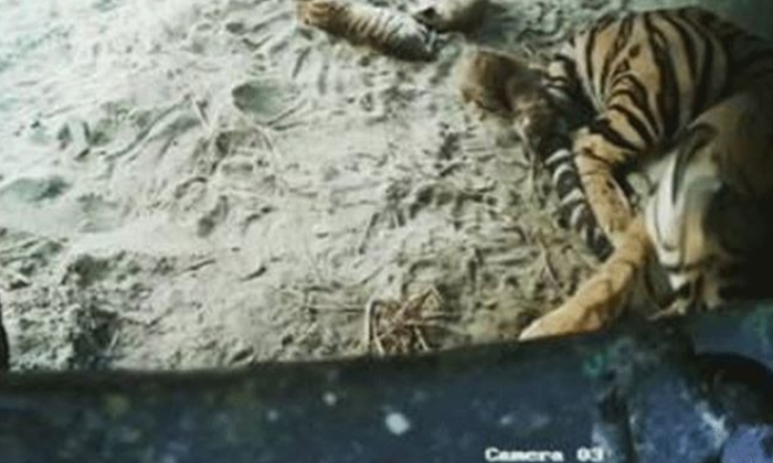  This Video Is Viral Reflecting The Love Of Mothers And Children Tiger Video, Vi-TeluguStop.com