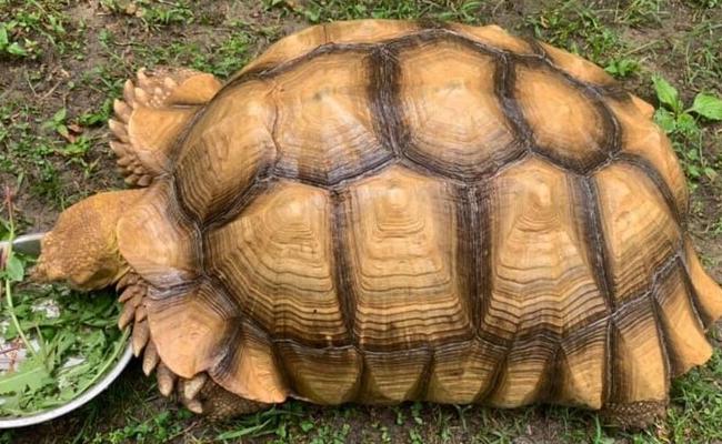  Tortoise Missing 74 Days Spotted Hardly One Mile Away Home Us  Tortoise, One Mil-TeluguStop.com