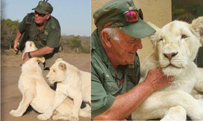  Two Lions Killed His Care Taker Only  Lion, Care Taker, Died, Killed, Forest, Wh-TeluguStop.com