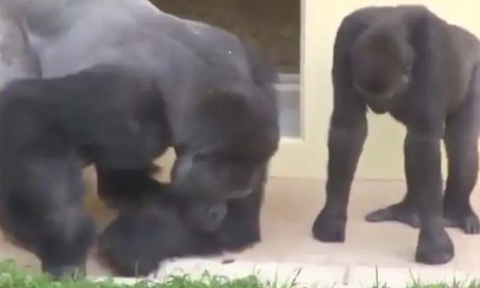  Gorilla And Its Baby Observing Caterpillar Leaves Twitter Mesmerised Viral Vid-TeluguStop.com