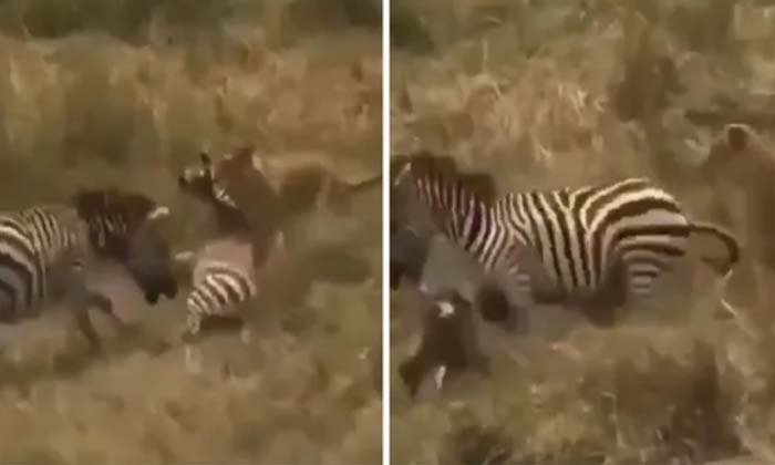  A Zebra Saving Another Zebra From A Lion, Lion, Friendship, Animals, Zebra, Zebr-TeluguStop.com