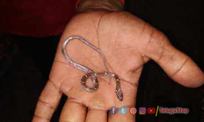  1 Year Old Boy Swallows Baby Snake While Playing , Snake, Fatehganj, Bareilly, H-TeluguStop.com