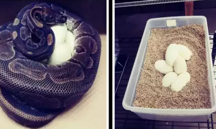  62-year-old Python In Us Zoo Lays Seven Eggs Without Male Help, Old Python , Us,-TeluguStop.com