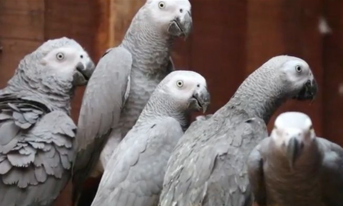  African Parrots Removed From Zoo Display For Rude Language, African Parrots, Zoo-TeluguStop.com