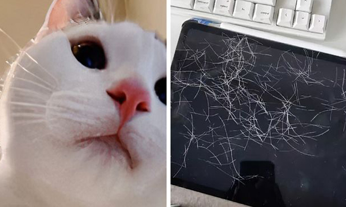  Cat Taken Selfies In Tablet Viral In Social Media, Social Media, Cat, Smart Cat,-TeluguStop.com