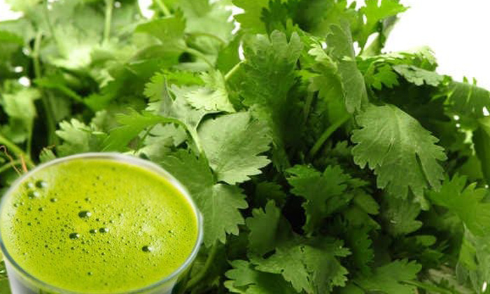  Wonderful Health Benefits Of Coriander, Coriander, Ladies Pregnancy, Smell, Anti-TeluguStop.com