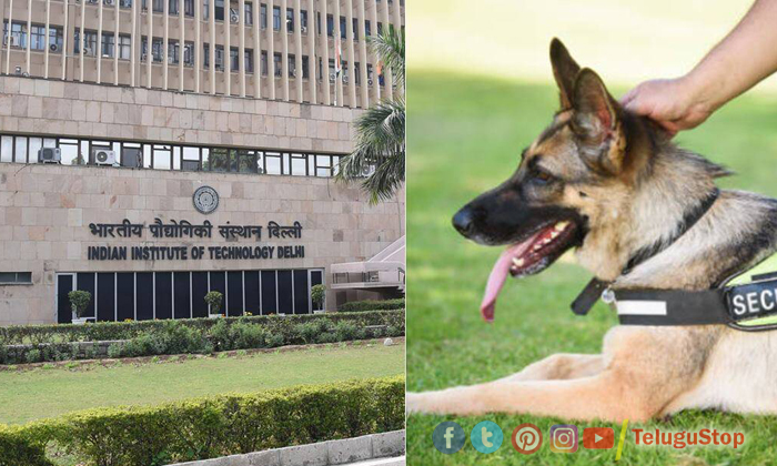  Iit Delhi Notification For Dog Handler Job, Dog Handler Job, Iit Delhi , Notific-TeluguStop.com