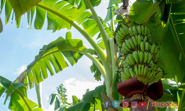  Dont Grow These Plants In Home, Bad Luck, Banana Plants,indoor Plants, Can Not G-TeluguStop.com