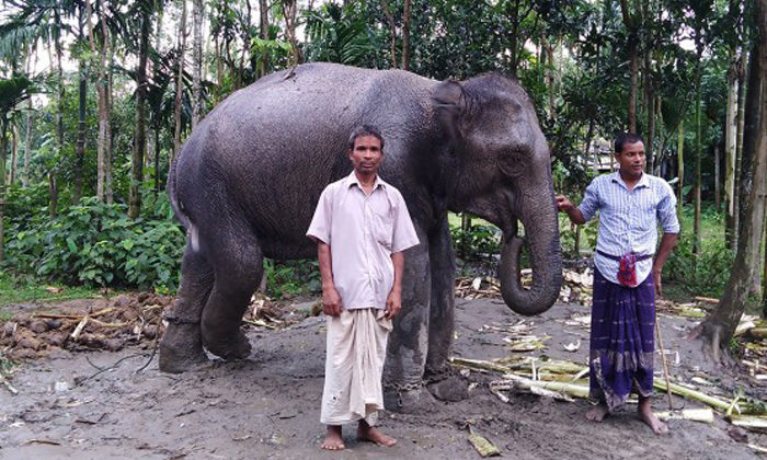  Husband Sells Land Buys Elephant To Fulfill Wife's Dream, Elephant, Wife Dream,-TeluguStop.com