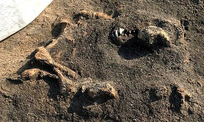  Middle Stone Age Dog Bones Found, Sweden Scientists, 8400 Year Age Dog, Dog Bone-TeluguStop.com