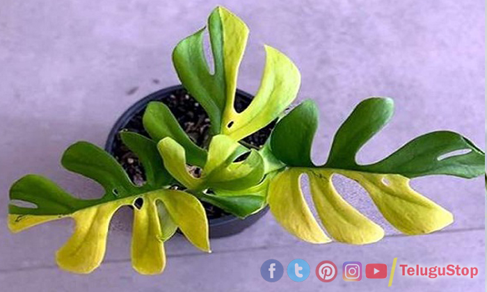  Plant With 4 Half Green And Half Yellow Leaves Sold For Rs 4 Lakh, Rhaphidophora-TeluguStop.com