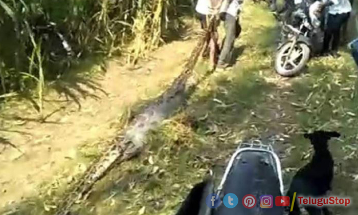  12foot Python Swallows Calf In Up, Uttar Pradesh, Giant Python,forest Officers,-TeluguStop.com