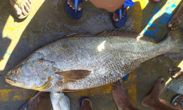  28kgs Kachidi Fish Sold For 1 Lakh 70000 Rupees In Prakasham District Ap,  Praka-TeluguStop.com