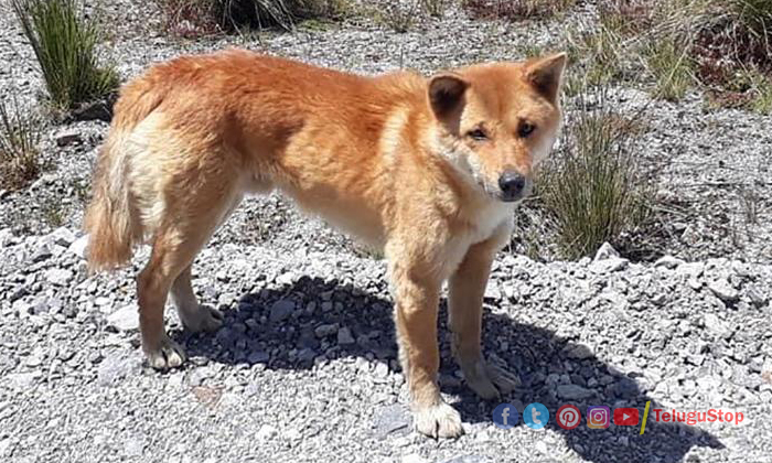  Singing Dog Found In New Guinea, Rare Bread, Dog Singing, Viral, Harmonic Sounds-TeluguStop.com