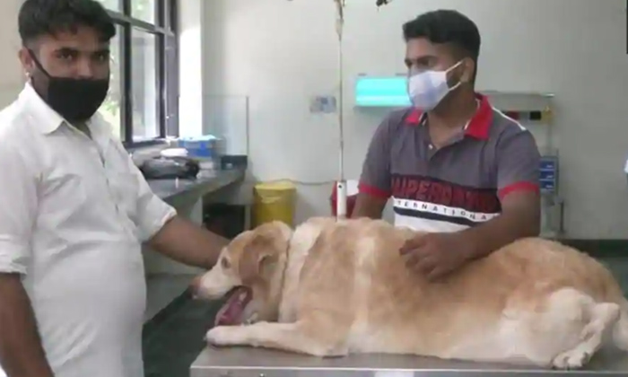  Special Blood Bank For Dogs Established In Ludhiana, Punjab, Blood Bank For Dogs-TeluguStop.com