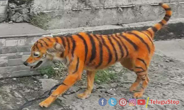  Stray Dog In Malaysia Painted To Look Like Tiger, Tiger, Dog, Malaysia, Stary Do-TeluguStop.com
