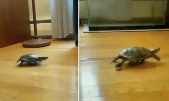  Video Of Turtle Using Toy Car To Move Around, Viral Video, Turtle On Car, Socia-TeluguStop.com