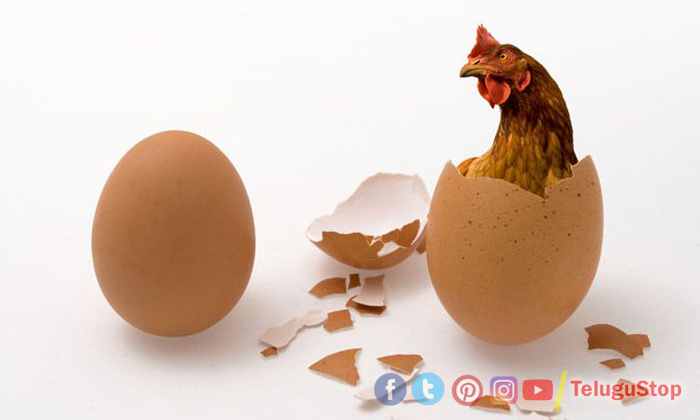  Finally Answered Which Came First Chicken Or Egg, Chicken, Egg,scientists, Unsol-TeluguStop.com