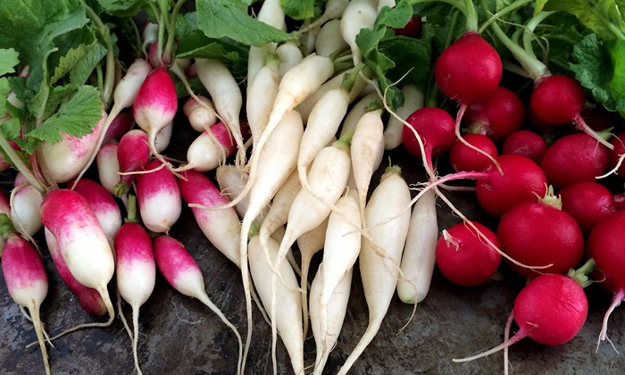  Health Benefits Of Radish! Health Tips, Radish, Latest News, Health, Cancer, Dai-TeluguStop.com