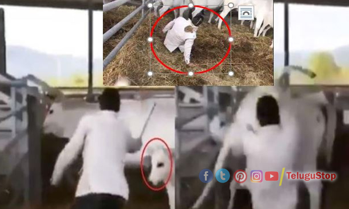  Man Gets Kick From Calf For Beating Another Cow  Man, Kick From Calf, Beating Co-TeluguStop.com