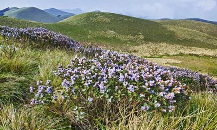  India's Flower That Blooms Every 12 Years,worlds Unique Flower, Blooms, Once For-TeluguStop.com