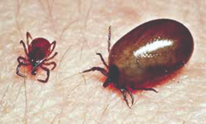  Scrub Typhus In Visakhapatnam Agency Areas, Vizag, Scrub Typhus, Doctors, Season-TeluguStop.com