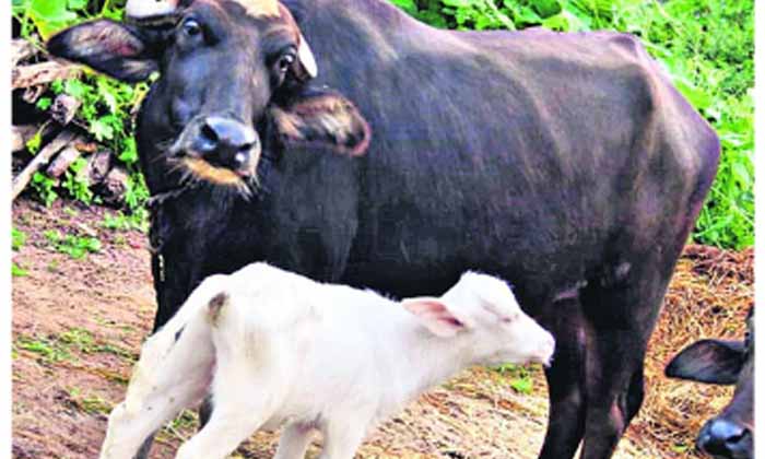  Buffalo,  Birth,  White Calf, Mother, Viral Photo,docters-TeluguStop.com