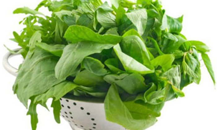  Lettuce, Antioxidants, Cancer, Health Benfits, Forgetfulness-TeluguStop.com