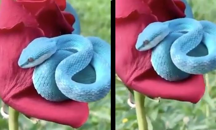  Snake, Blue Snake, Viral Video, Indonesia, Blue Pit Viper-TeluguStop.com