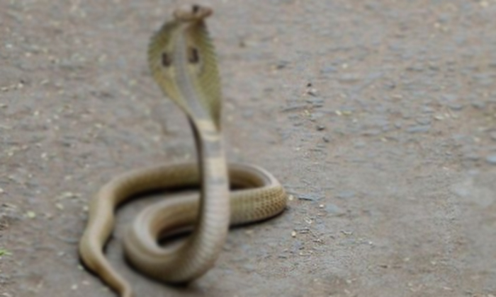  Three People Killed Snake In Tamilnadu-పామును చంపి కూర వండిన ముగ్గురు యువకులు.. చివరకు-General-Telugu-Telugu Tollywood Photo Image-TeluguStop.com