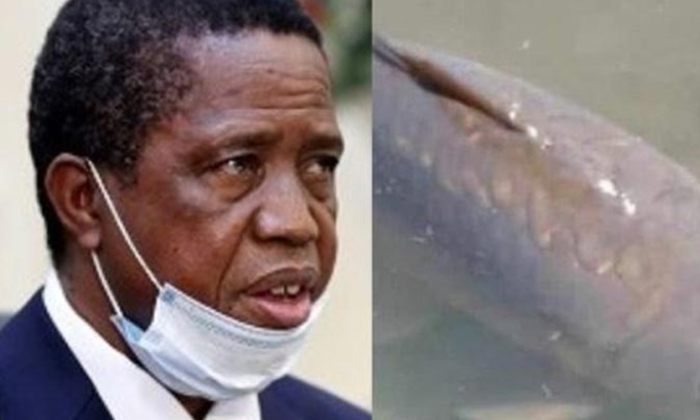  Zambian President Citizens Mourn Death Of 22 Years Old Gold Luck Fish, Zambian P-TeluguStop.com