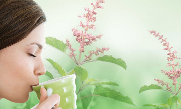  Health Benefits Of Drinking Basil Leaves Water Early Morning, Basil Leaves Water-TeluguStop.com