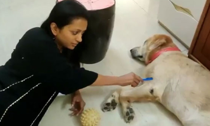  Anchor Suma Disturbing Sleeping Dog, Suma , Zorro Dog, Viral Video, Suma Playing-TeluguStop.com