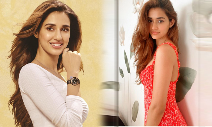 Beauty Disha Patani Captivating Clicks - Disha Patani Dishapatani High Resolution Photo