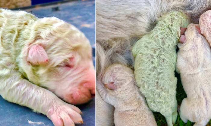  Rare Green Puppy Born In Italy, Pistachio, Green Colour Puppt, Italy, Green Fur-TeluguStop.com
