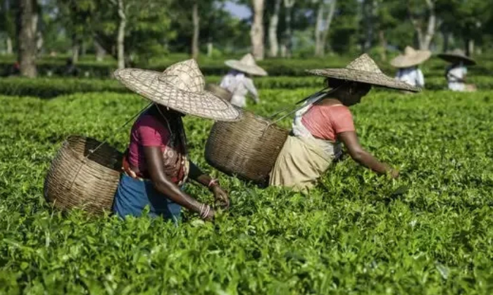  Assam Tea Sold For Rs 75,000 Per Kg At Guwahati Tea Auction Centre, Guwahati Tea-TeluguStop.com