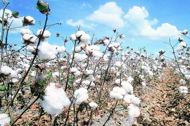 Telangana Cotton Farmers On A Loss Because Of Private Traders Telangana Cotton Farmers On A Loss Because Of Private Traders-TeluguStop.com