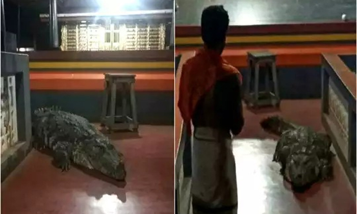  Crocodile, Kerala Temple, Leaves, Priests Request, Crocodile In Water, Ananthapu-TeluguStop.com