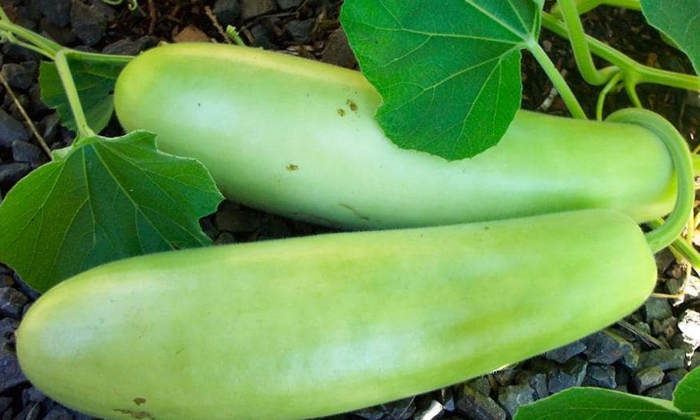  Health Benefits Of Bottle Gourd! Health Tips, Bottle Gourd, Latest News, Health,-TeluguStop.com