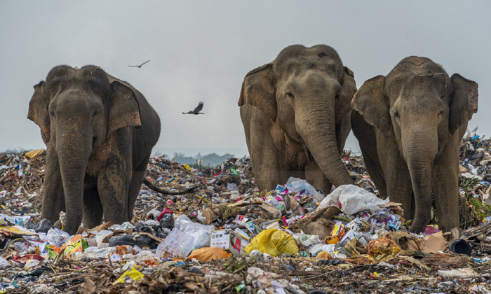  Photo Story Of Elephants Eating From Garbage Dump, Garbage Dump, Elephants, Roya-TeluguStop.com