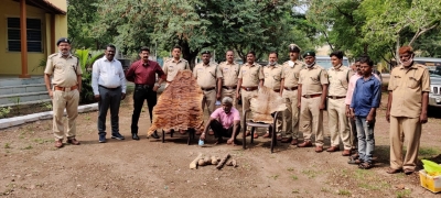  Tiger Skin, Claws Seized From Astrologer’s House In Karnataka-TeluguStop.com
