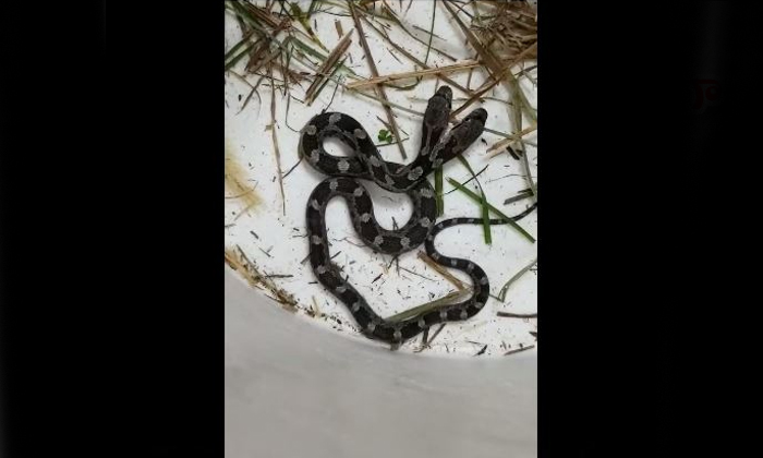  Viral Video Two Headed Snake Live In A Container  Viral Video, Container, Two He-TeluguStop.com