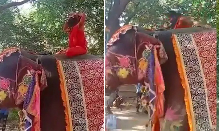  Baba Ramdev Fell While Doing Yoga On Elephant, Baba Ramdev , Yoga, Yoga Asanas O-TeluguStop.com