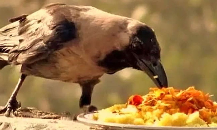  What Will Happens If Saturday Feed To Crows  Saturday, Feed, Crows, Saniswarudu,-TeluguStop.com