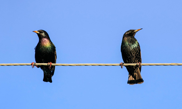  Birds, Current Wires, Shock, Phase, Death, Danger-TeluguStop.com